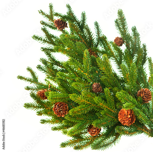 Photo: Christmas Tree Branch with Cones border isolated on a White Christmas Tree Branch with Cones border isolated on a White