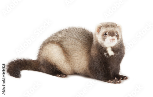 Photo: young ferret young ferret