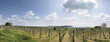 Weinberge am Plattensee