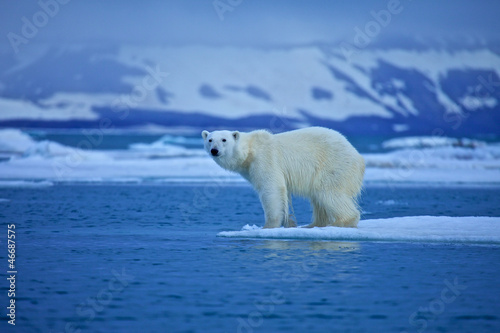 Polar bear - 46687575