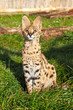 Serval Kitten Sitting Looking Upwards