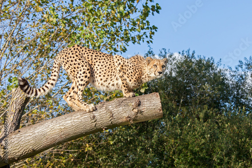 Photo: Cheetah Crouching on a Tree Branch Cheetah Crouching on a Tree Branch