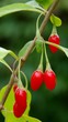 Goji Beere vid 01