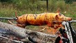 Video: pig pig