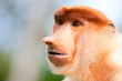 Proboscis monkey