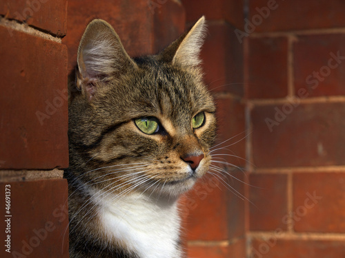 Photo: Cat Cat