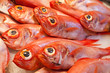 Foto: ocean fish on ice ocean fish on ice
