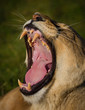 Photo: A wide yawn from a lioness A wide yawn from a lioness