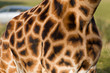 Photo: Camouflage pattern on a giraffe Camouflage pattern on a giraffe