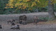 Wisent