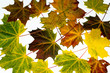 Foto: autumn maple leaves autumn maple leaves