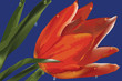 red tulip with drops over blue background - eps 10