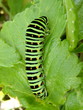 Caterpillar of day time butterfly