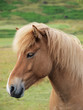 A head of a brown horse sideways