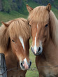 A pair of brown horses