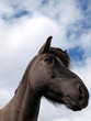 A head of a black horse