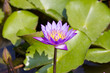 water lily in a pond