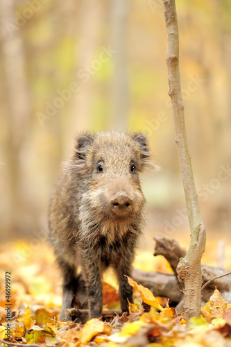 Photo: Wild boar Wild boar