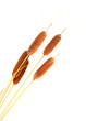 brown reeds, isolated on white
