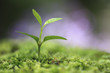 Sprout in the forest.