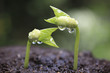 Sprout in the forest.