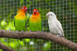 Three lovebirds birds on a branch, green and white colored