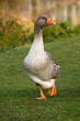 Foto: Graugans Graugans