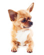 red chihuahua dog isolated on white background