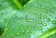 Foto: HOJA, PLANTA DE INTERIOR, MEDIO AMBIENTE HOJA, PLANTA DE INTERIOR, MEDIO AMBIENTE