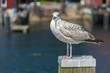Möwe mit Kamerablick