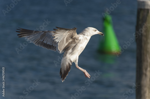Photo: Möwe im Anflug Möwe im Anflug