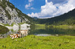 Idyllic pasture in the mountains with a group of cows