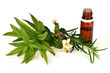 Photo: Huile essentielle et plantes aromatiques Huile essentielle et plantes aromatiques