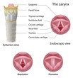Anatomy of the larynx, eps8