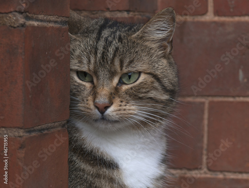 Photo: Cat Cat