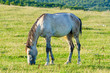 Lonely horse at the meadow