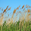 bulrush