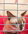 Cat carrier with cat inside.