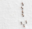 ant on a white background. macro