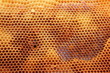 Panales, colmena de abejas, Tabuyo del Monte, León.