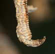 foot iguana