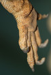 foot iguana