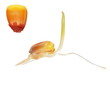 Macro Germination Of Corn Isol... Macro Germination Of Corn Isol...