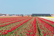 Red tulip field in Holland