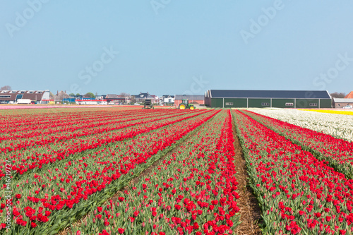 Photo: Red tulip field in Holland Red tulip field in Holland