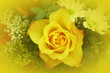 Foto: gelbe Rose... gelbe Rose...