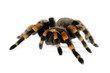 Orange Knee Tarantula