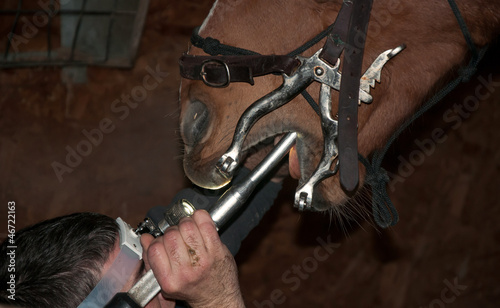Photo: Equine dentist Equine dentist