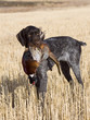 Hunting Dog with a Rooster Pheasant