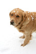 Retriever in Snow